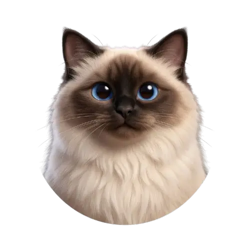 Avatar de Pinto